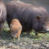 Entzückende Tierbabys erobern die Zoogehege