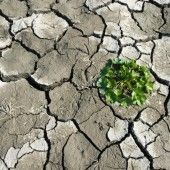 „Artensterben durch den Klimawandel“