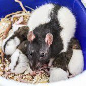 Hund, Katze, Maus suchen ein Zuhaus‘