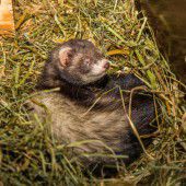 Kaninchendame sucht Männchen