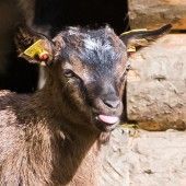 In den Zoos geht es derzeit rund