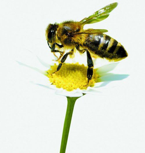 Bee on the chamomile flower
