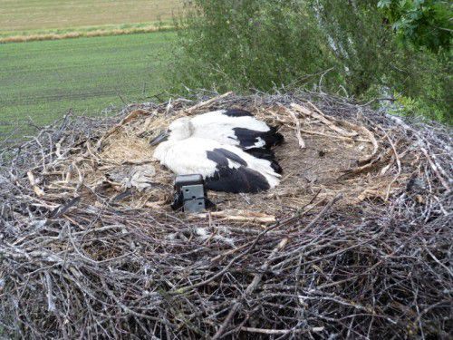 Diese zwei Jungstörche lassen sich von der Kamera nicht in ihrer Muße stören.  Foto: Hellmair  