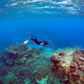 Warnung: Great Barrier Reef vor Zerstörung