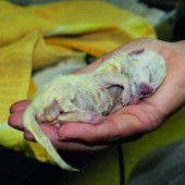 Katzenbabys in Hard im Müll entsorgt