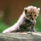 Baby-Raubkatzen begeistern Besucher