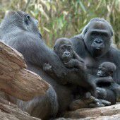 Gorillas lassen es sich gut gehen