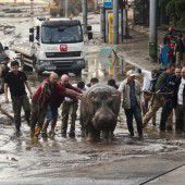 Wildtier-Alarm in Tiflis nach heftigem Unwetter