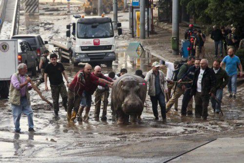 Mehrere Männer trieben ein entlaufenes Nilpferd wieder zurück in den Zoo. Foto: AP