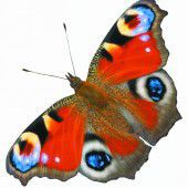 Auch die Schmetterlinge brauchen Unterstützung