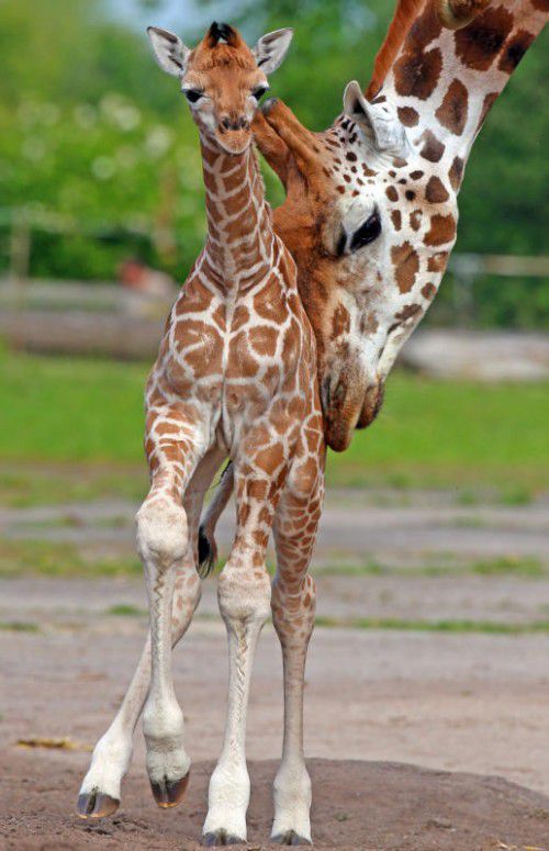 Sanyu, a five-day-old baby Rothschild Giraffe takes its first steps outside at Chester Zoo, north west England, Friday June 12, 2015. Along with it's successful breeding record of the giraffes the zoo also supports important projects in the wild including the first scientific review of the species, aimed at developing a conservation strategy for them in Africa. (Peter Byrne/PA via AP) UNITED KINGDOM OUT NO SALES NO ARCHIVE