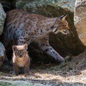 Niedlicher Luchs-Nachwuchs