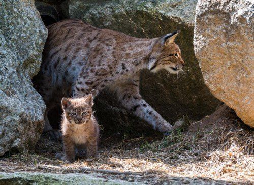 ABD0006_20150701 - Luchsmutter Diana (hinten) ist am 30.06.2015 im Wildpark Mehlmeisel in Mehlmeisel (Bayern) hinter einem ihrer Jungen zu sehen. Die beiden am 22.05.2015 geborenen Jungen zeigen sich seit wenigen Tagen nun auch außerhalb der Wurfhöhle. Foto: Nicolas Armer/dpa +++(c) dpa - Bildfunk+++