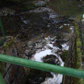 Abwasser bedroht Fische in Leiblach