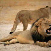 Große Empörung nach Abschuss von Löwe Cecil