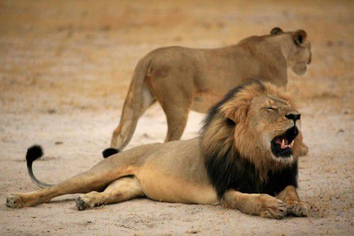 Cecil war bei den Besuchern des Nationalparks äußerst beliebt. Die schwarze Mähne war sein Markenzeichen.