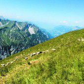 Bereits 20 gerissene Schafe auf Arlberger Alpen entdeckt