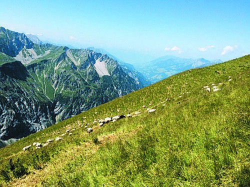 Der Schweizer Urs Frei und seine Schafherde im Klostertal. Ein unbekanntes Tier riss 20 seiner Lämmer.