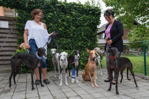 Die in Vorarlberg gelandeten Galgos leben in einem wahren Hundeparadies.