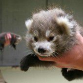Sorge um rote Panda-Babys