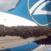 Bienen stoppen Flugzeug
