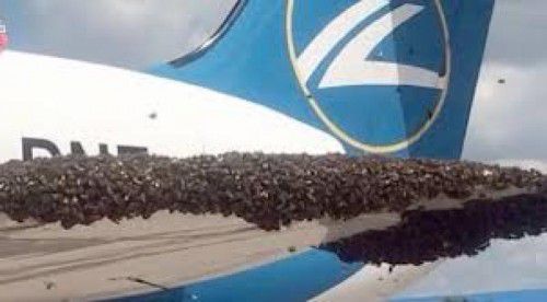  Ein Bienenschwarm belagerte einen Airbus kurz vor dem Start.  