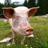Erlebnis-Dinner: Running Alpschwein