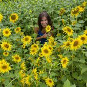 Ein buntes Meer aus Sonnenblumen
