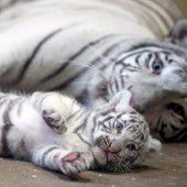 Seltener Tiger-Nachwuchs in Polen