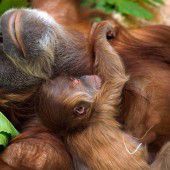 Orang-Utan-Baby in Dresden geboren