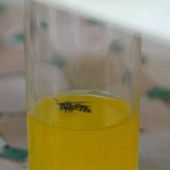 Erste Hilfe, wenn Schlangen beißen und Insekten stechen