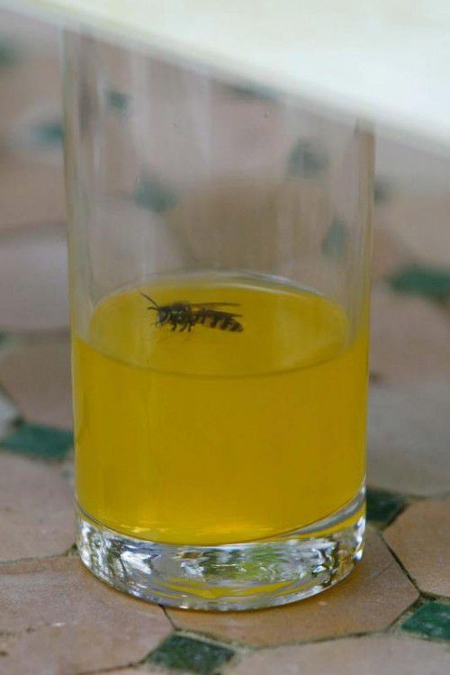 In dieser Form sind Wespen besonders gefährlich.