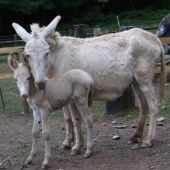 Langohriger Nachwuchs im Wildpark