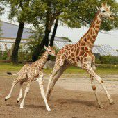 Giraffen laufen um die Wette