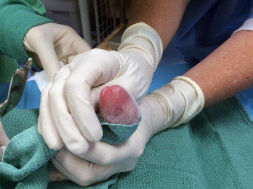 Das erste Pandababy kam um 17.35 Uhr zur Welt, das zweite um 22 Uhr.