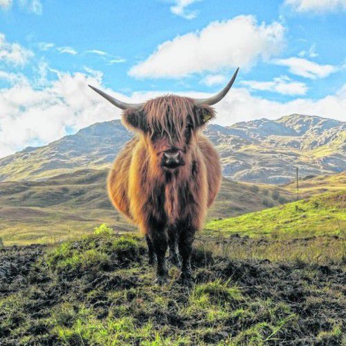 Die Schottischen Hochlandrinder sind besonders robust.
