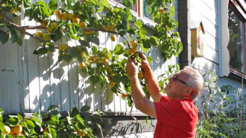Ein Genuss für die gesamte Familie Bucher aus Lustenau: Die Marillen vom hauseigenen Baum.