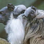 Auf Mamas Rücken . . .