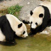 Fu Bao ist bereits zwei Jahre alt