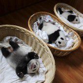 Panda- Babys im  Tiefschlaf