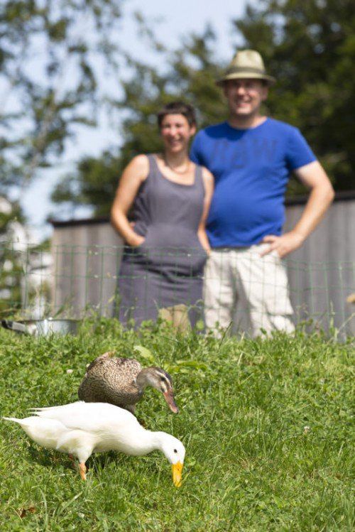 „Schneeflöckle“ und „Rosi“ bei der Arbeit. Bis zu 40 Schnecken fressen sie zur Freude ihrer Besitzer Verena und Peter Feuerstein täglich.