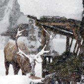 TBC wütet beim Wild im Klostertal und Silbertal