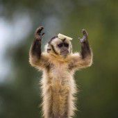 Kapuzineraffe unterhält Zoobesucher