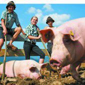 Schönes Schweineleben auf den Vorarlberger Alpen