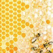 Bienenleben
