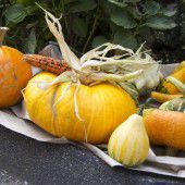 Herbstmarkt der Lauteracher Pfadi