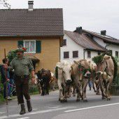 Zufrieden von der Alpe Gulm zurückgekehrt