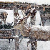 Das Wildproblem im Klostertal und Silbertal