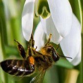 Summ, Bienchen, summ herum