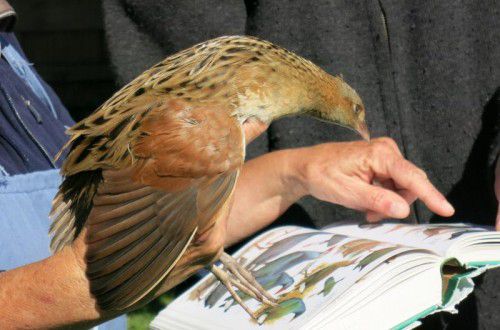 Das Auftauchen des Wachtelkönigs ist eine Sensation. 